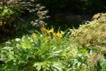 ヘメロカリス（カンゾウ／ワスレグサ）		Hemerocallis cv.	6～8月